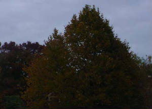 tree2.jpg